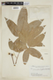 Piranhea trifoliata image