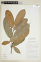 Batocarpus orinocensis image