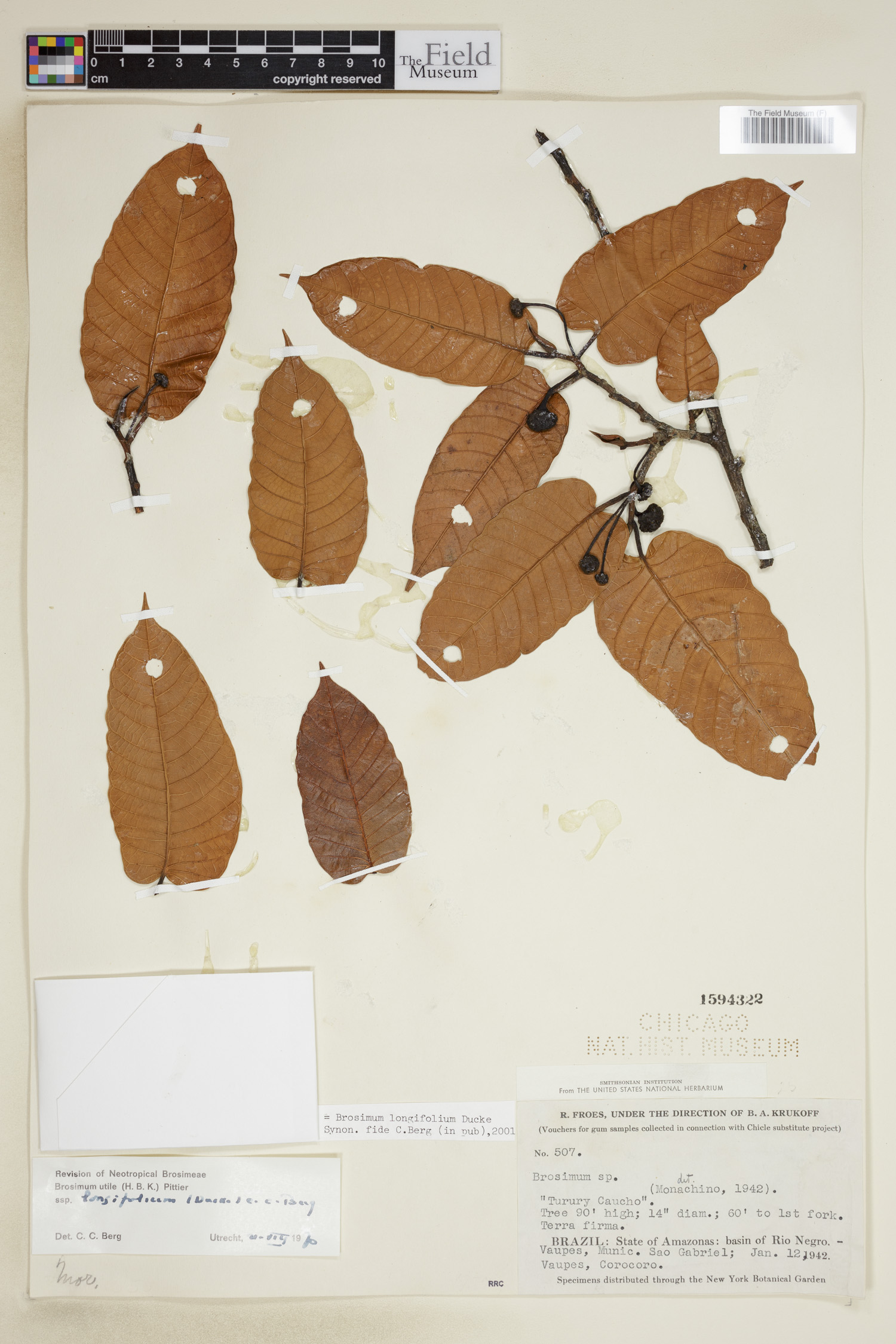 Brosimum longifolium image