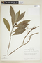 Dorstenia appendiculata image