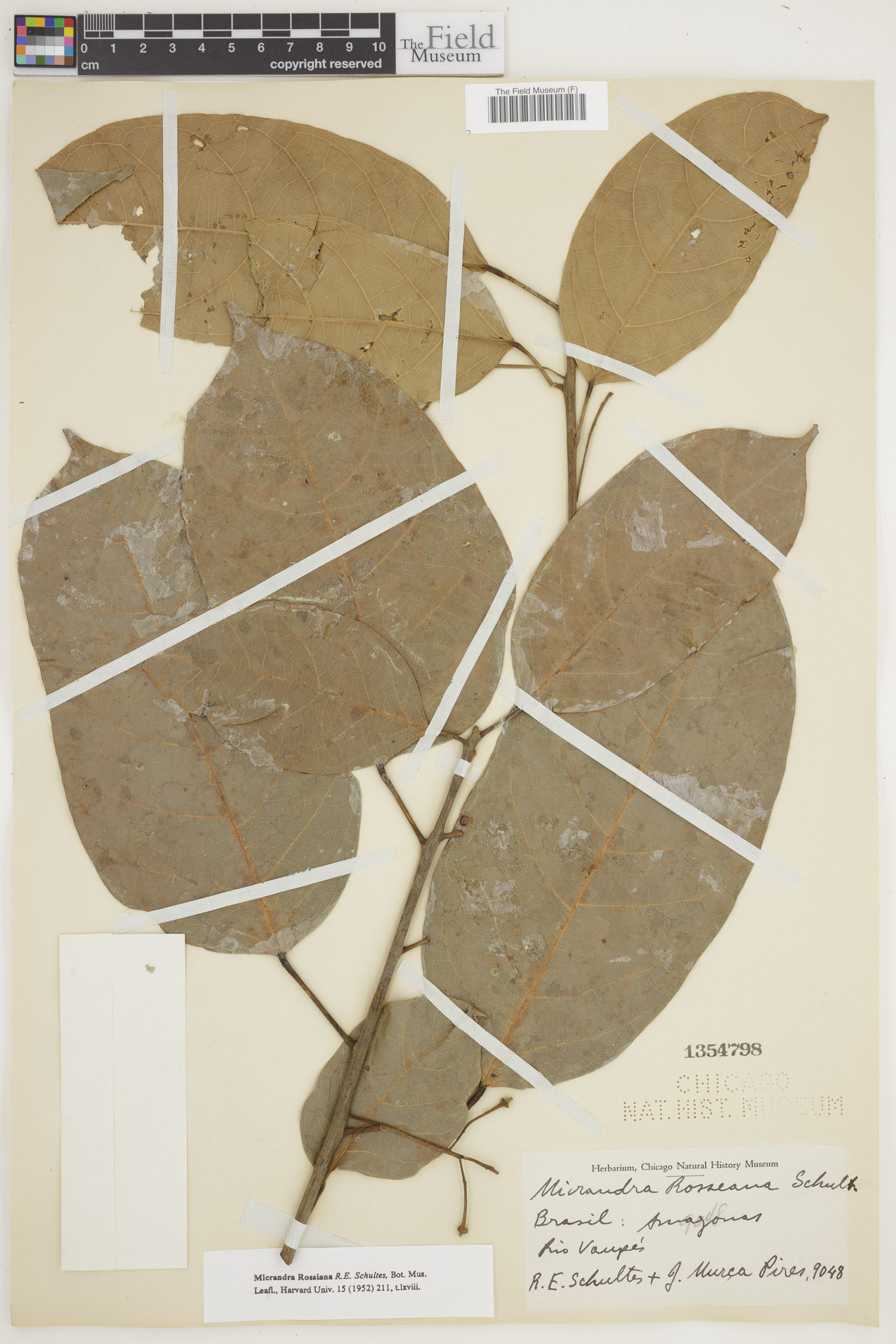 Micrandra rossiana image