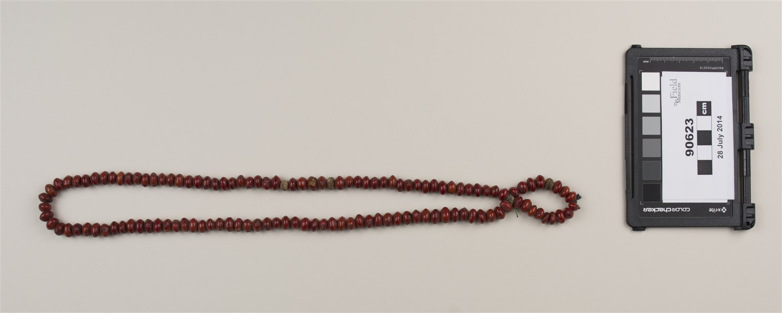 front (c) Field Museum of Natural History - CC BY-NC 4.0