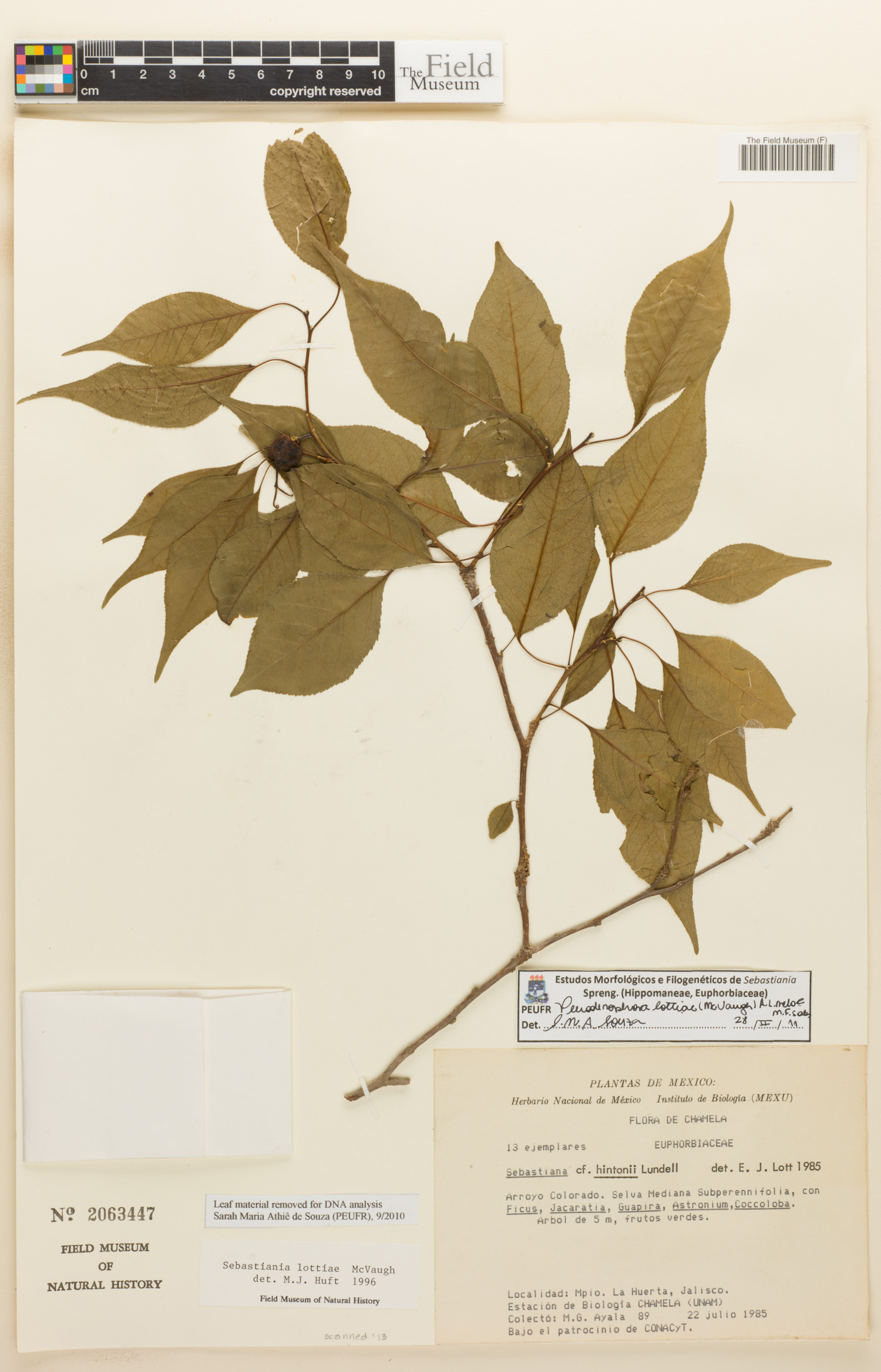 Pleradenophora lottiae image