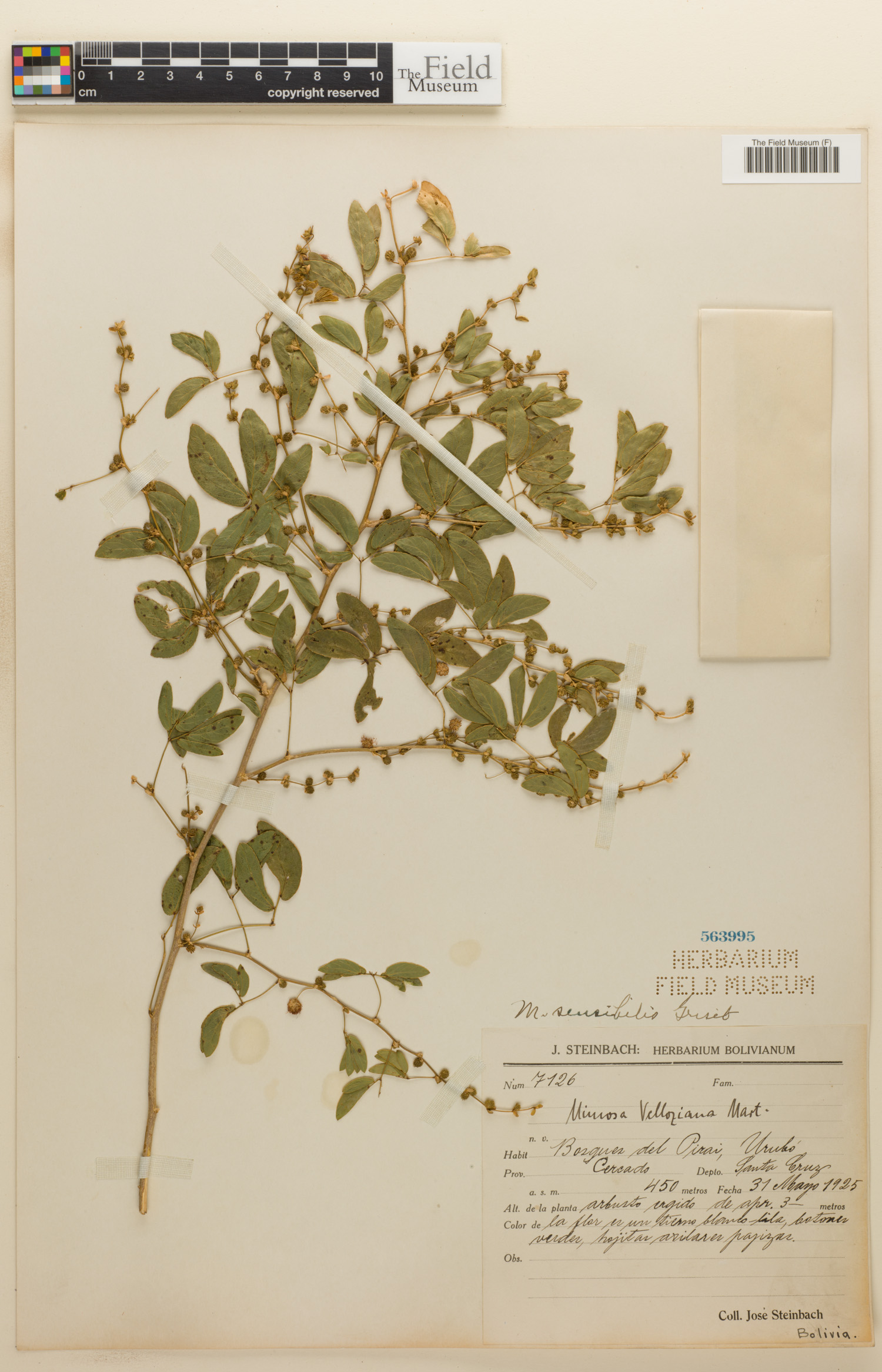 Mimosa sensibilis image