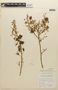 Mimosa orthocarpa image