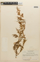 Mimosa surumuensis image