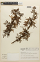 Mimosa tenuiflora image