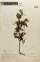Mimosa tenuiflora image