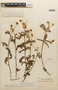 Mimosa hirsutissima image