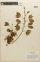 Mimosa velloziana image