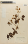 Mimosa velloziana image