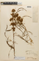 Mimosa xanthocentra image