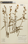 Mimosa xanthocentra image