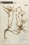 Mimosa xanthocentra var. subsericea image