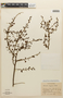 Mimosa annularis var. xinguensis image