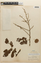 Mimosa annularis image
