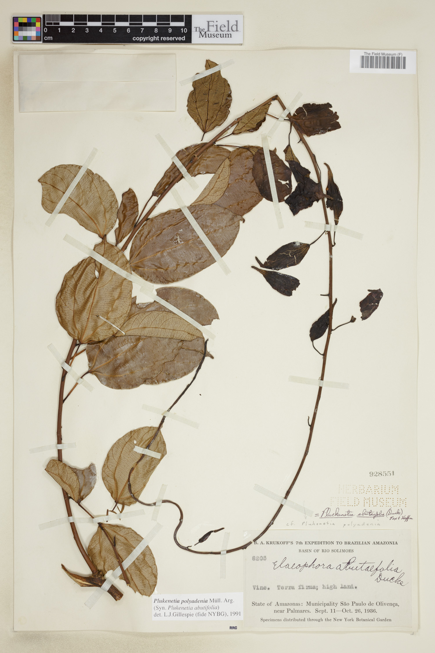 Plukenetia polyadenia image