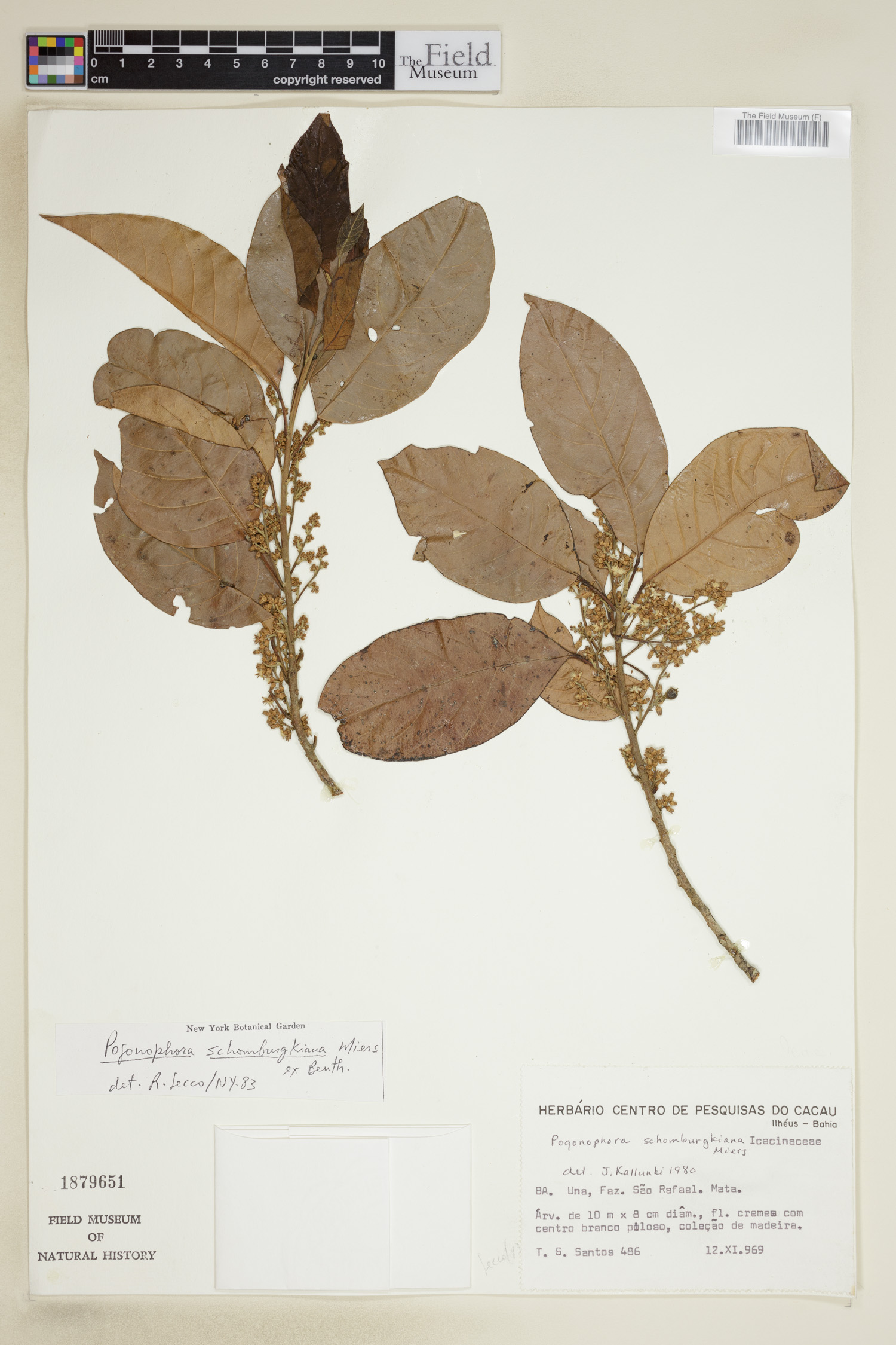 Pogonophora schomburgkiana image