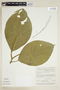 Tetrorchidium euryphyllum image
