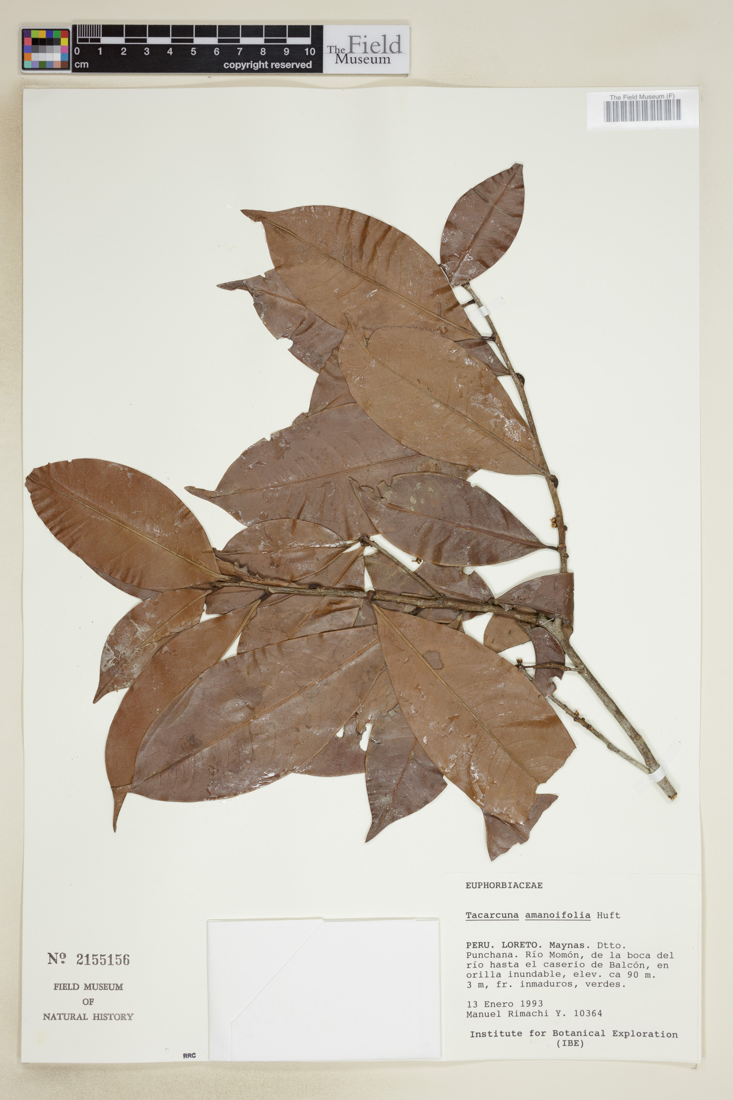 Tacarcuna amanoifolia image