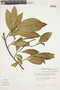 Sapium peruvianum image