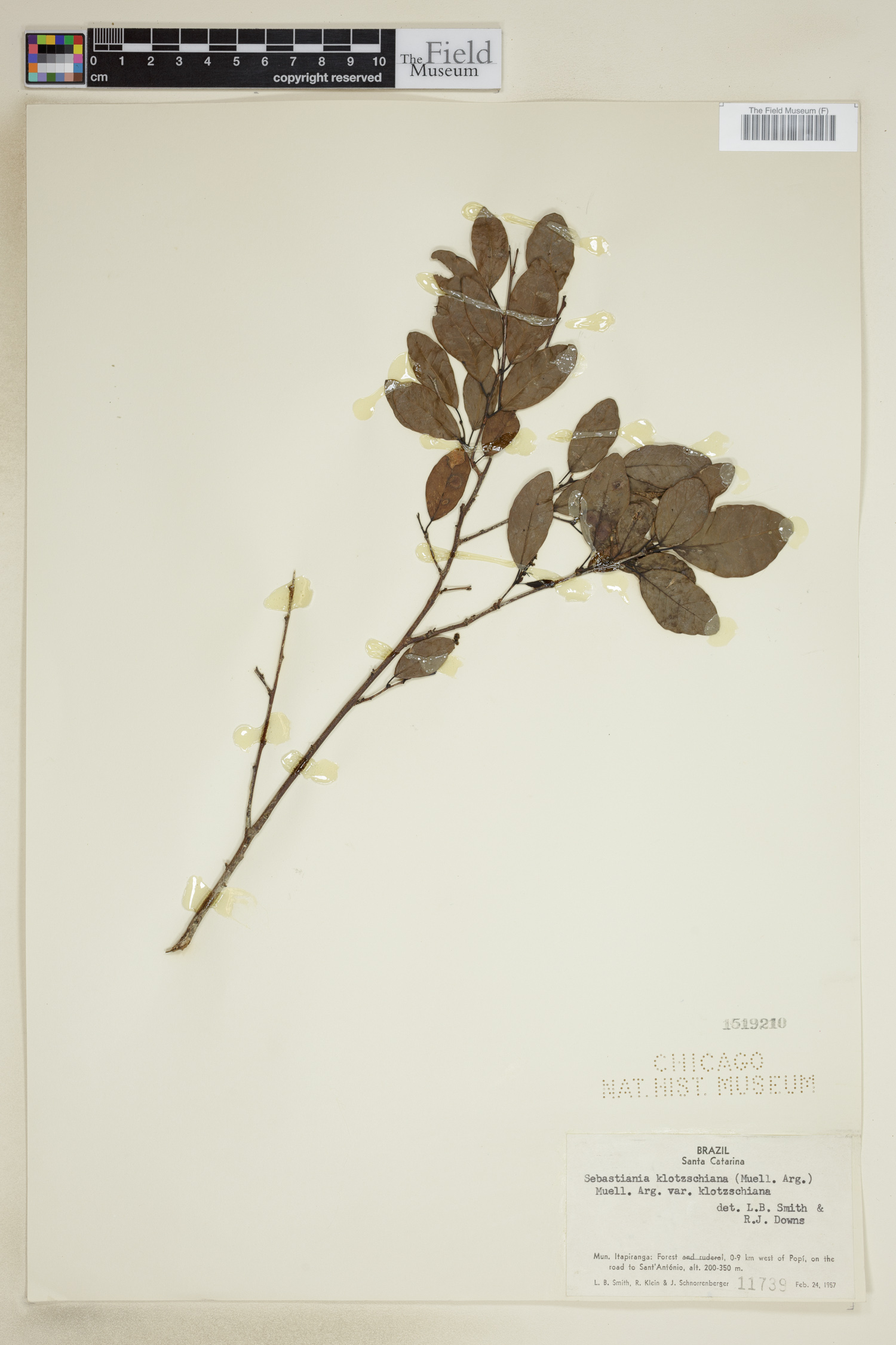 Sebastiania klotzschiana image