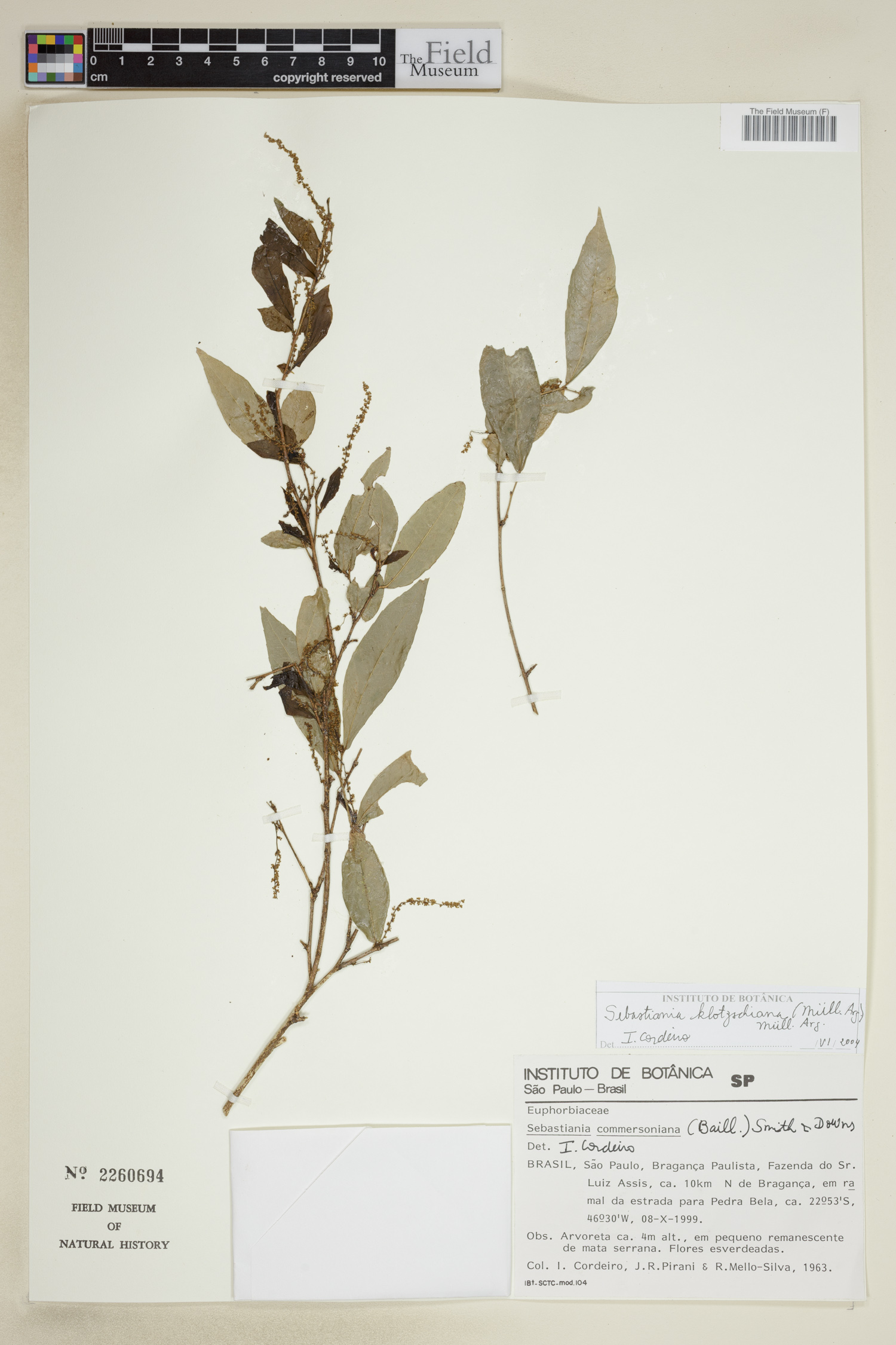 Sebastiania klotzschiana image