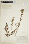 Sebastiania obtusifolia image