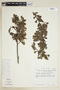 Sebastiania obtusifolia image