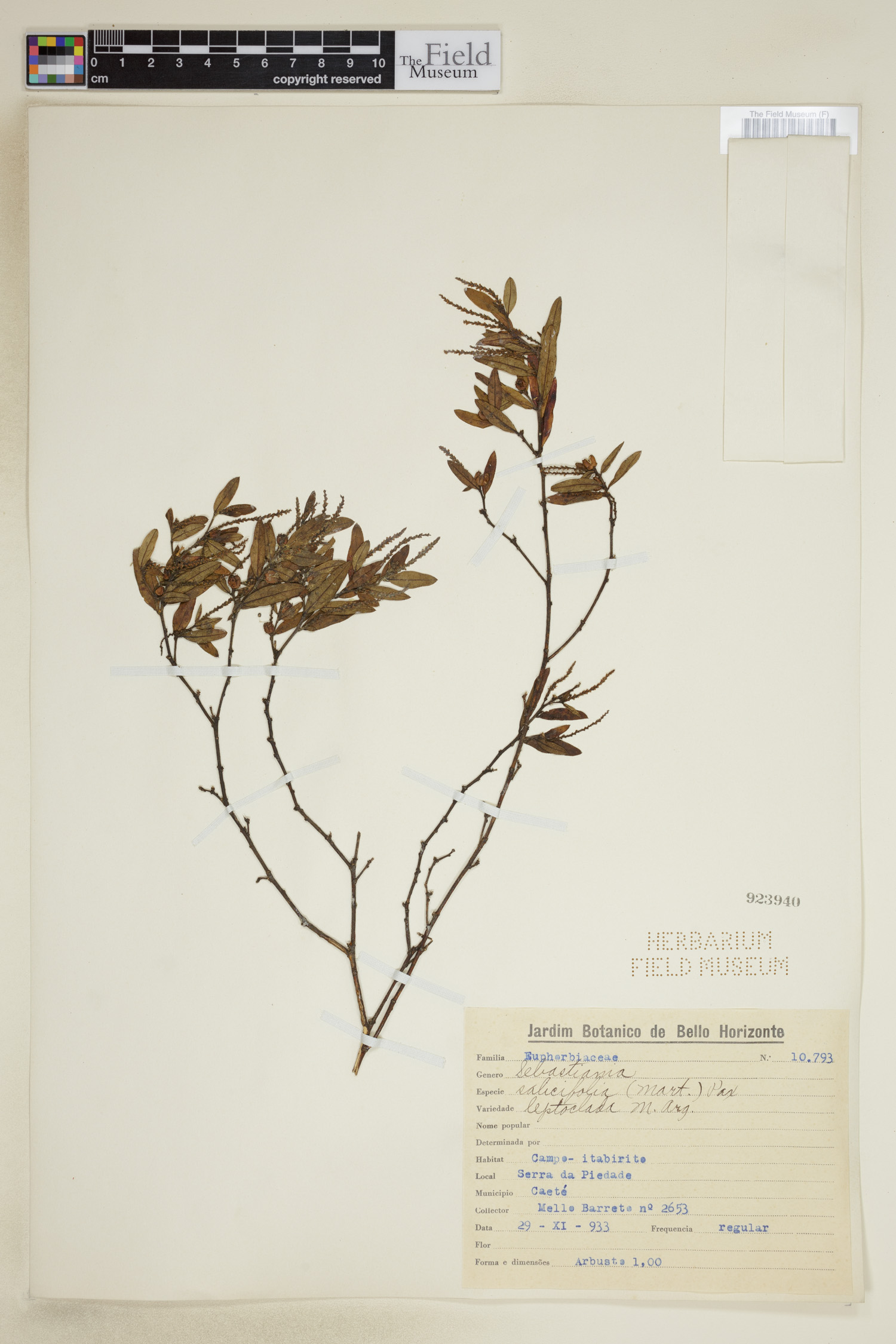 Microstachys corniculata image