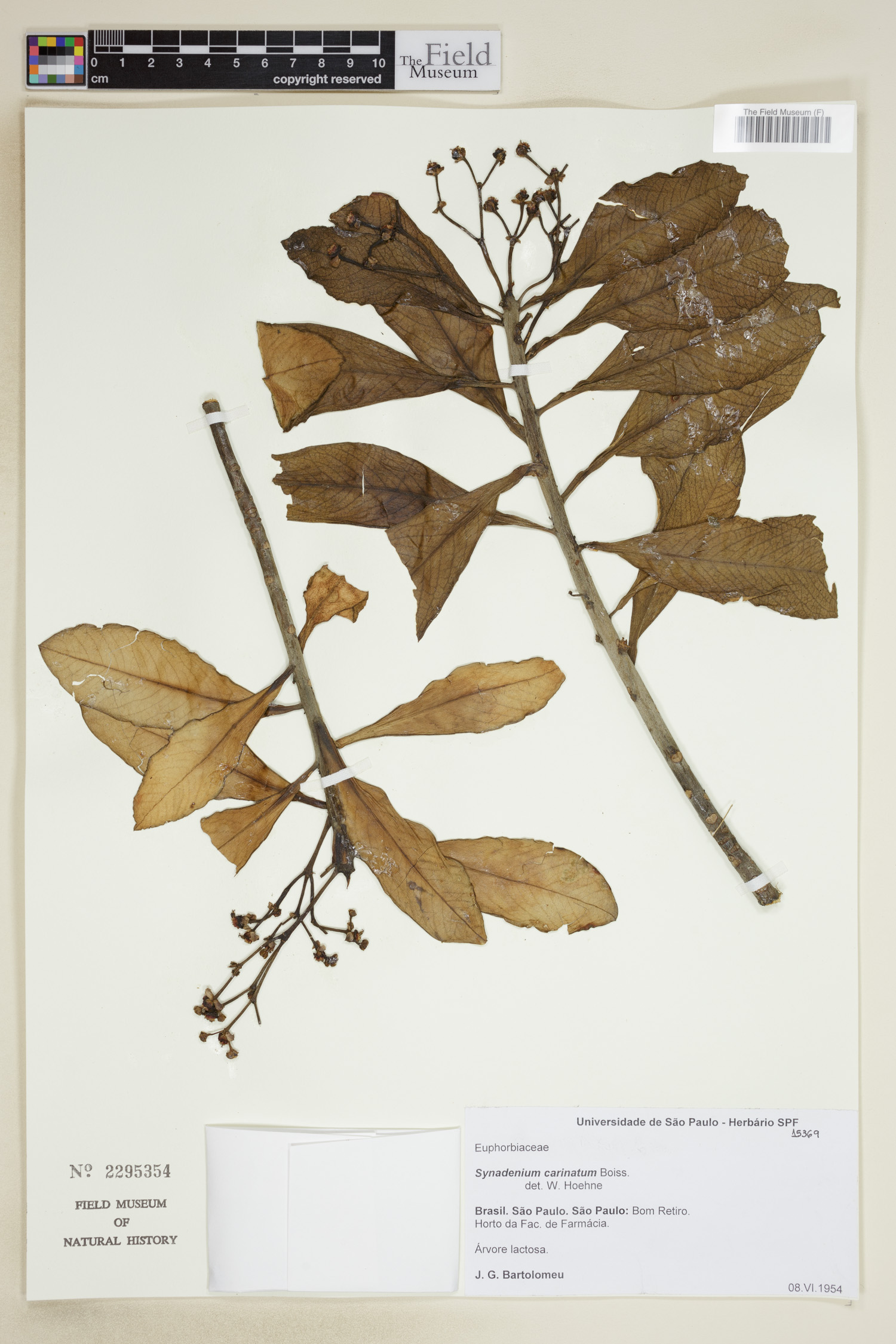 Euphorbia pereskiifolia image