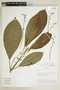 Tetrorchidium macrophyllum image