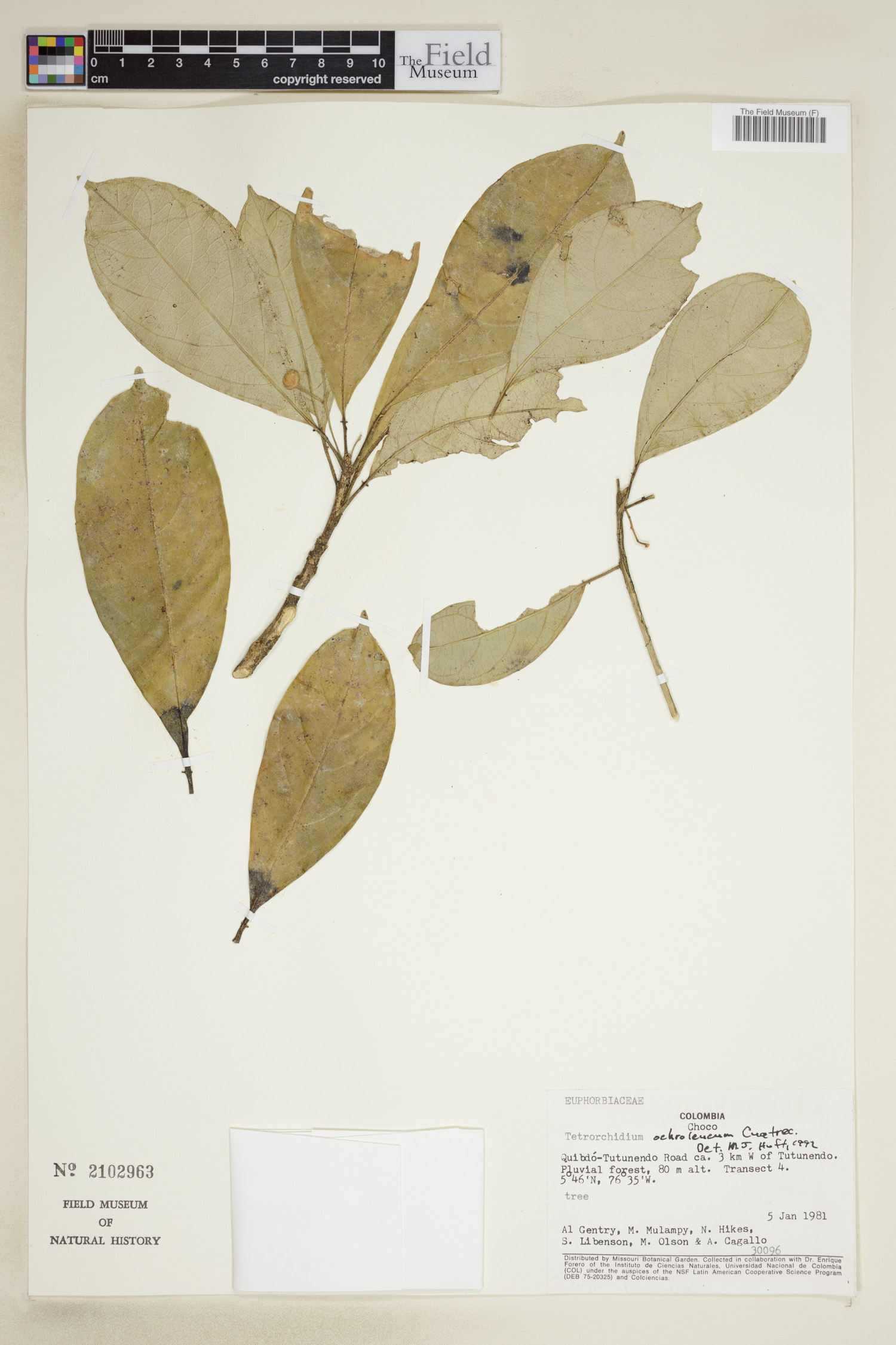 Tetrorchidium ochroleucum image