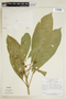 Tetrorchidium macrophyllum image