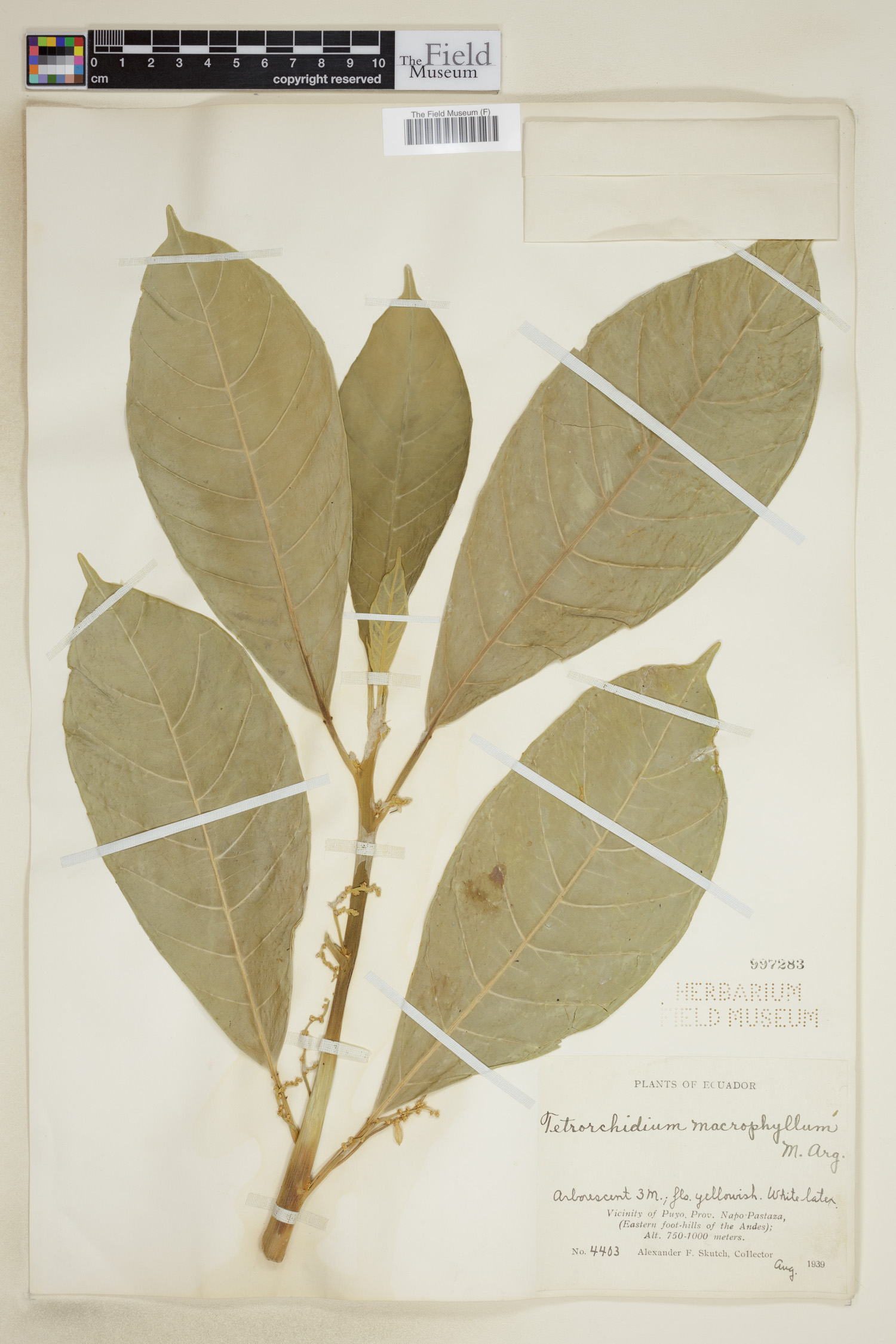 Tetrorchidium macrophyllum image