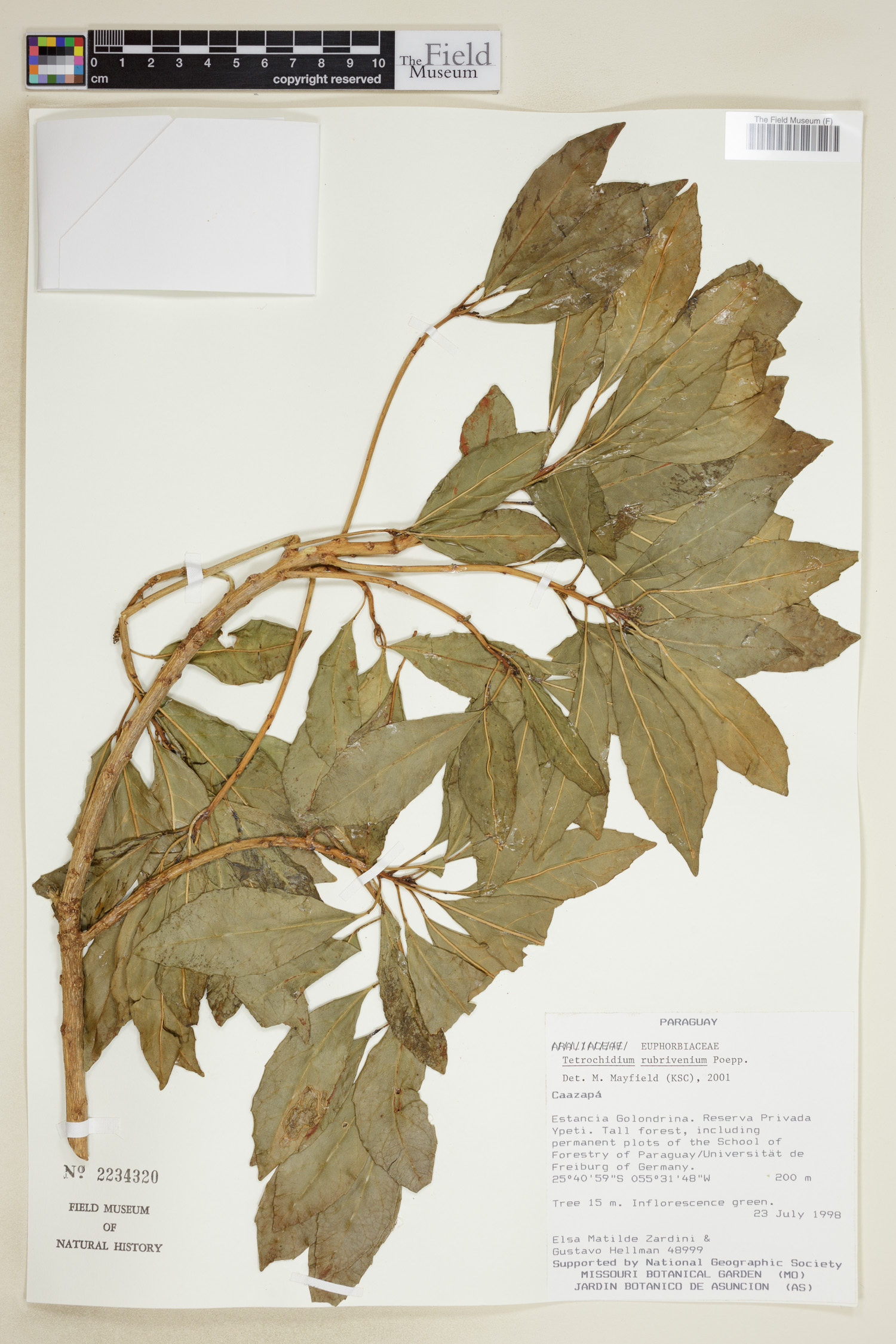 Tetrorchidium rubrivenium image
