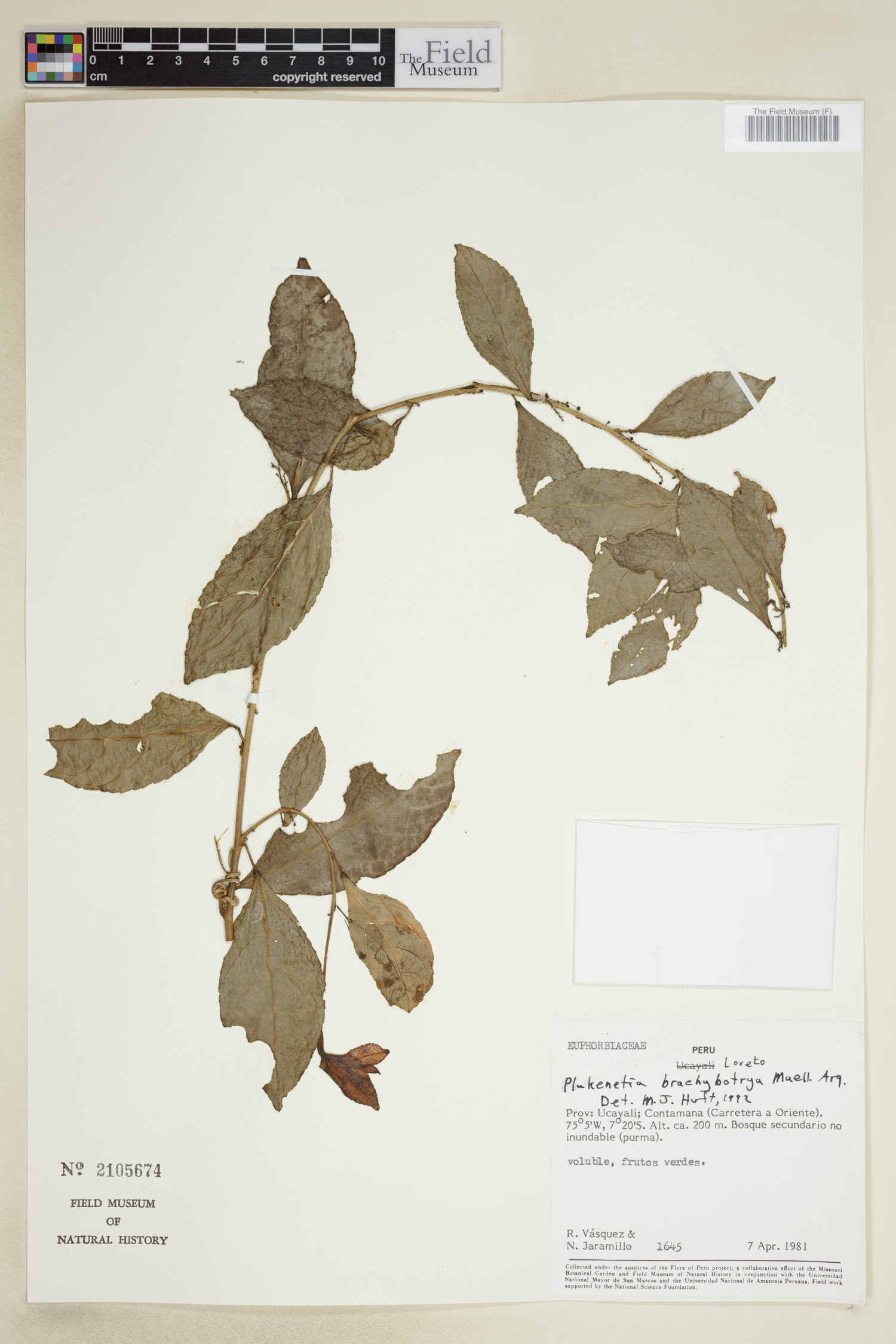 Plukenetia brachybotrya image