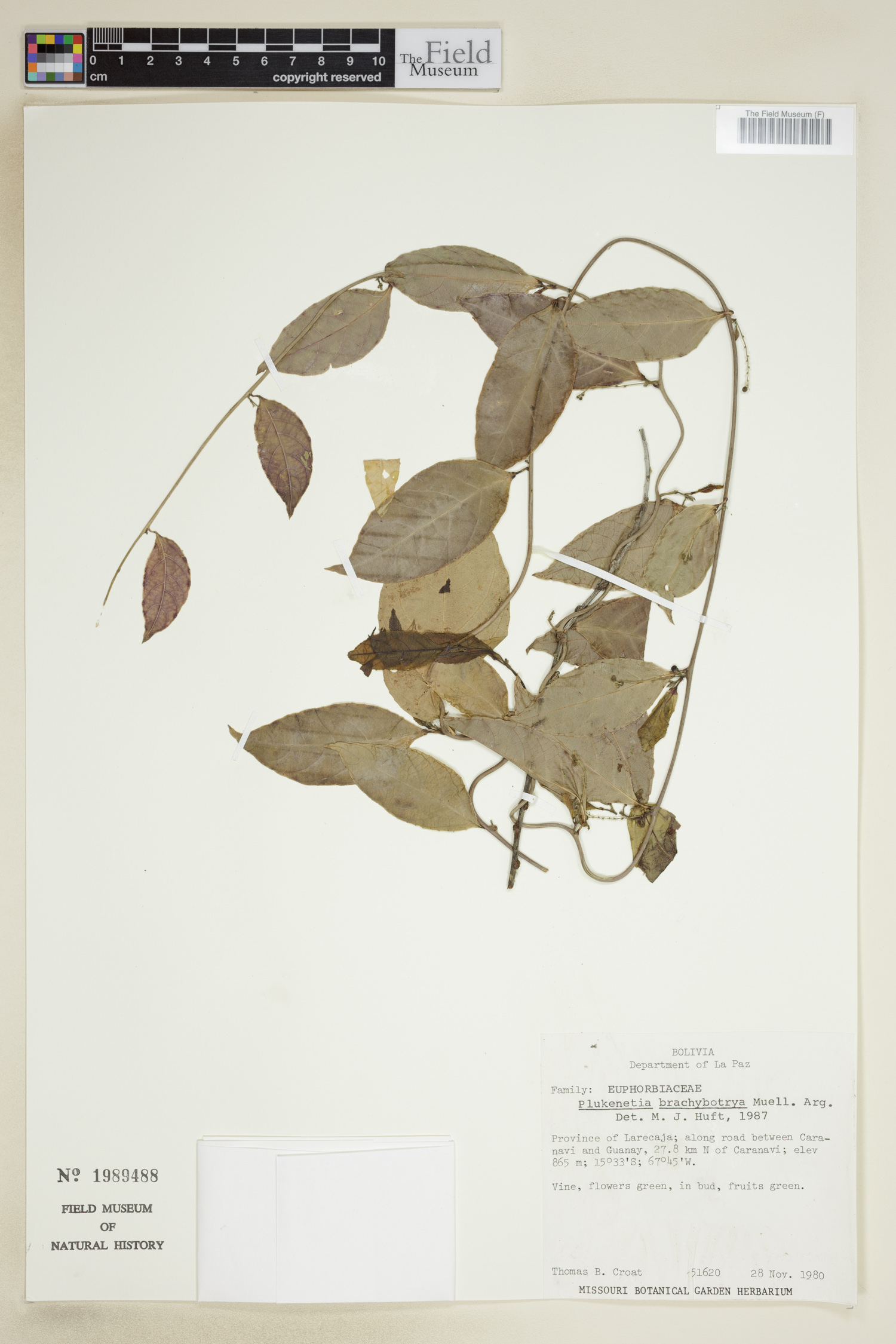 Plukenetia brachybotrya image