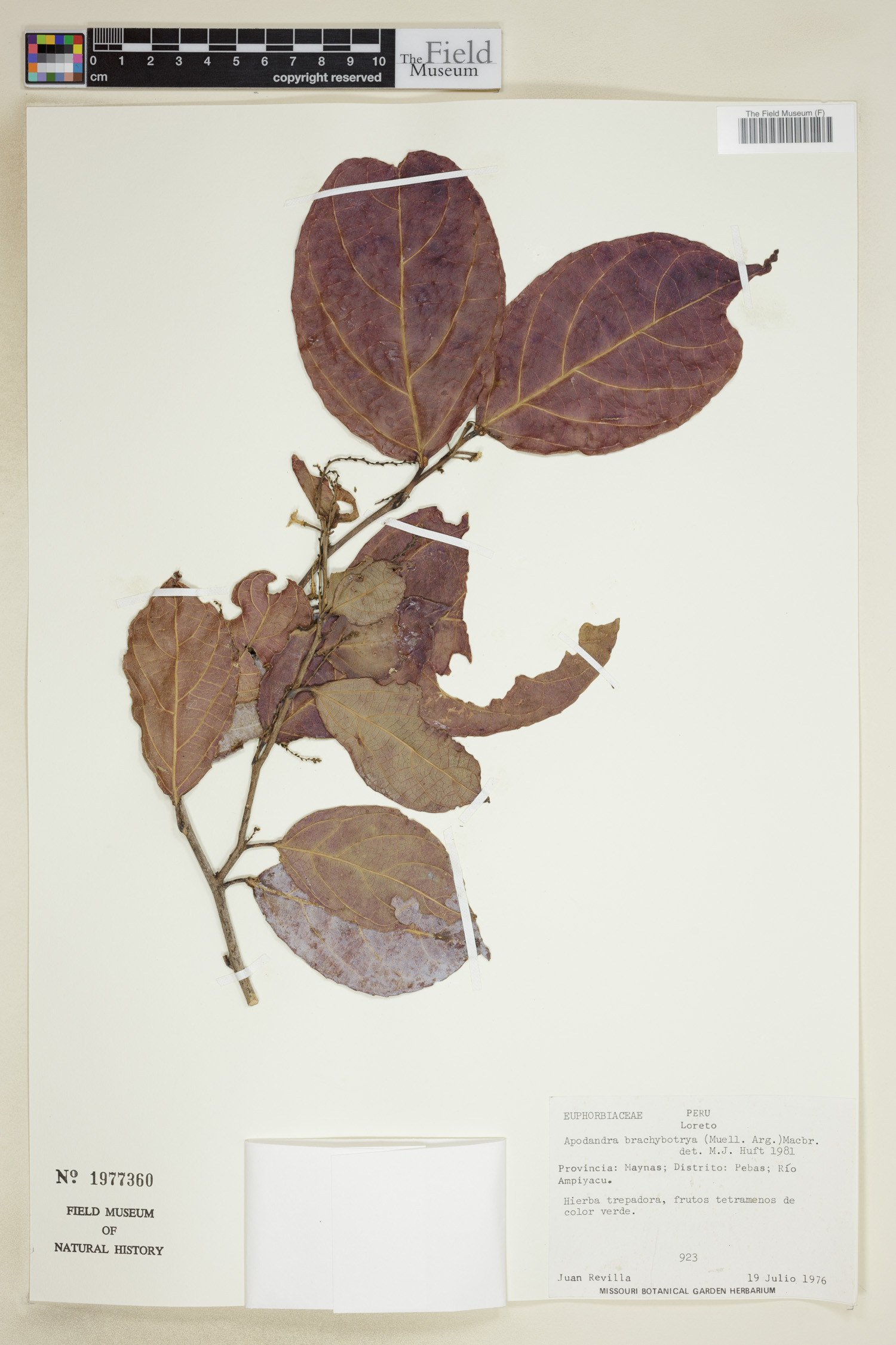 Plukenetia brachybotrya image