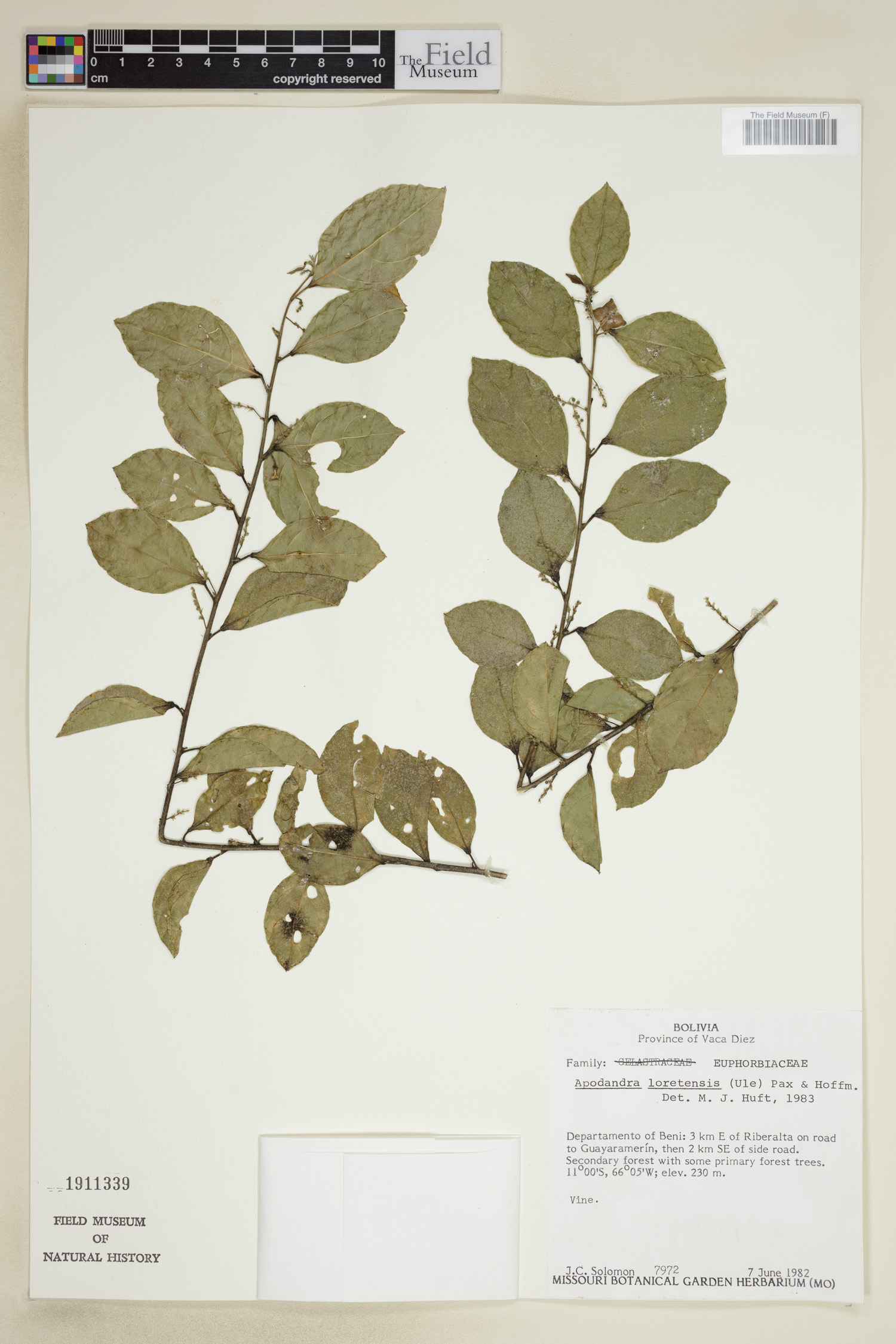 Plukenetia loretensis image