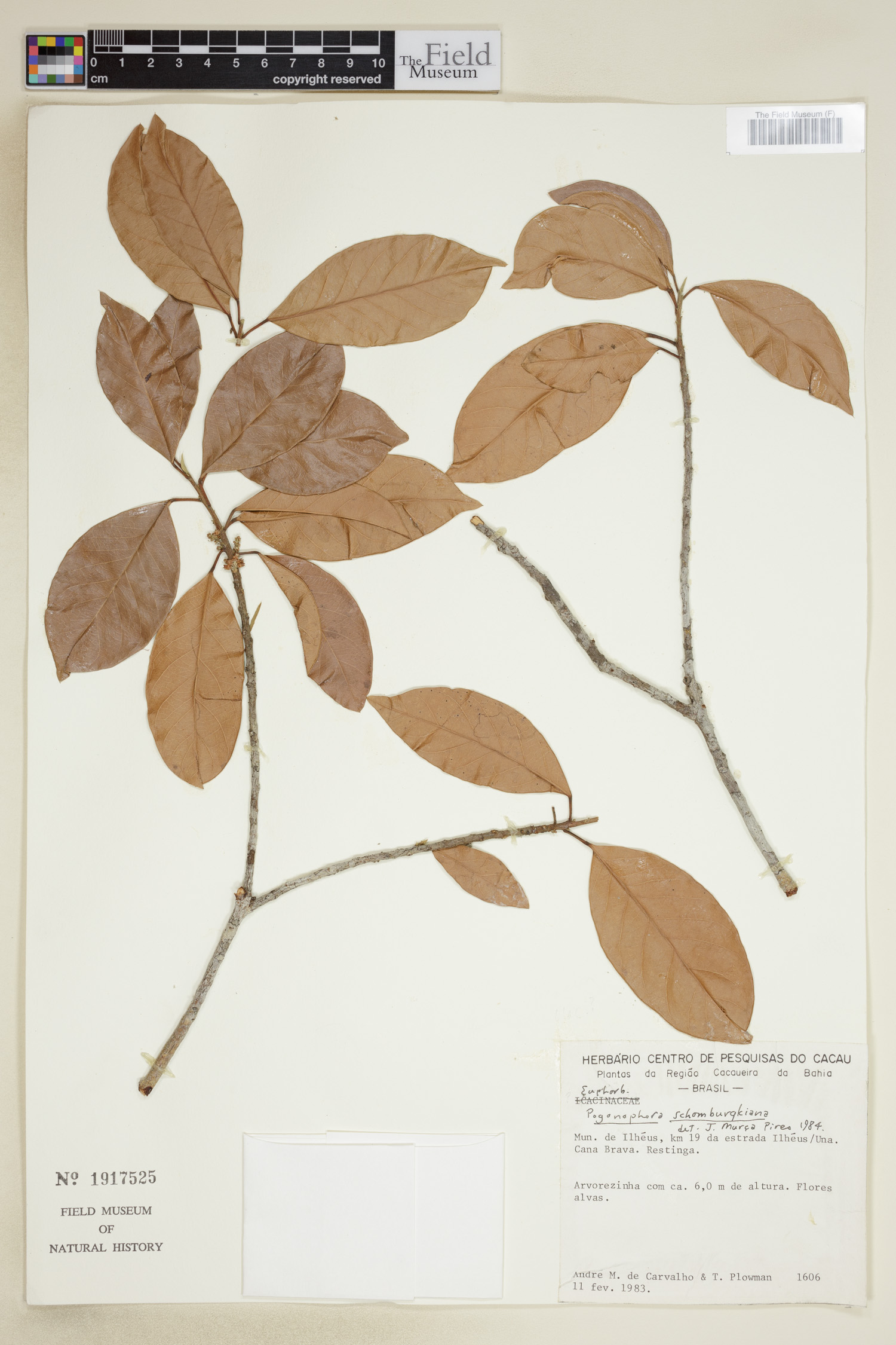 Peraceae image