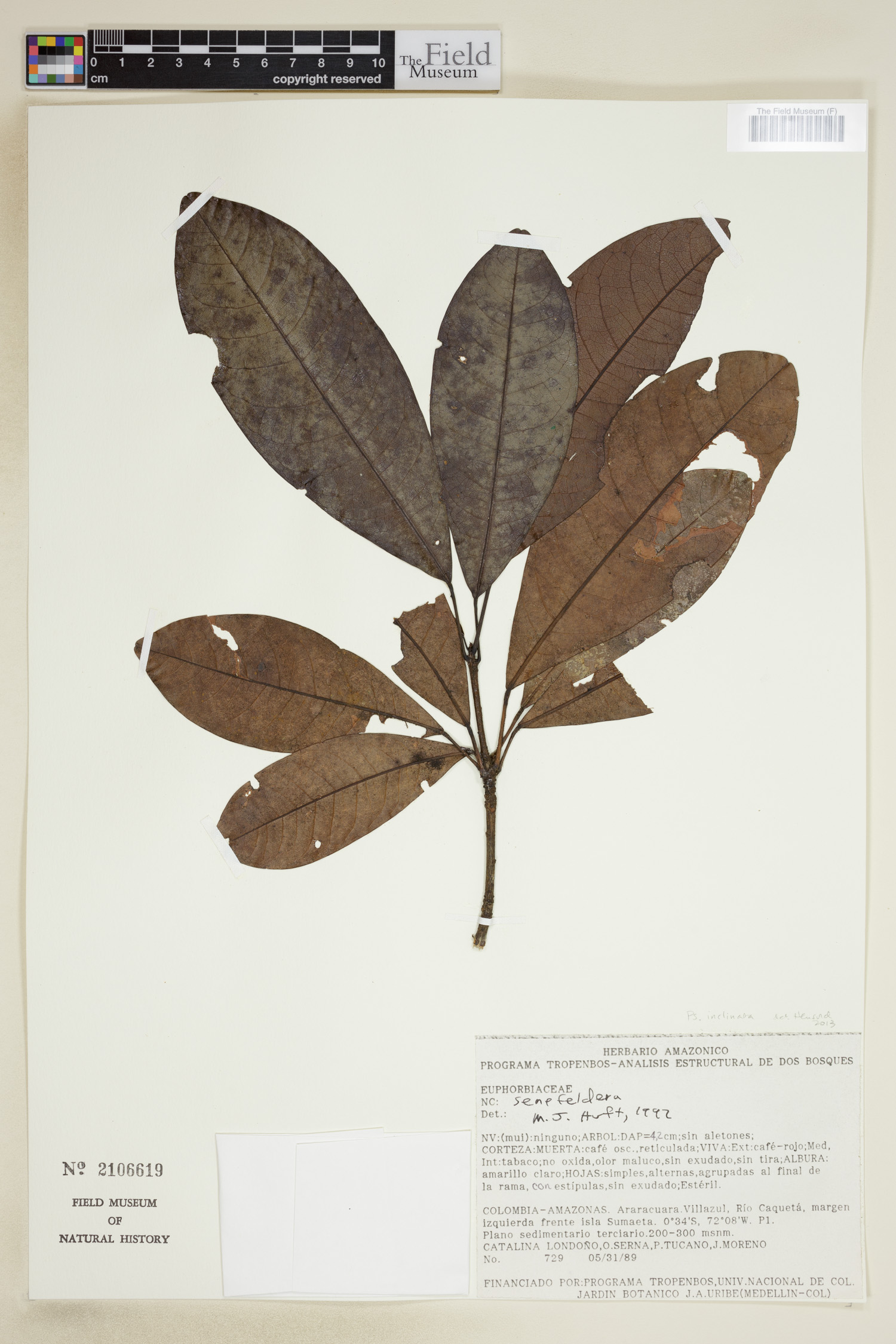 Pseudosenefeldera inclinata image
