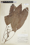 Rhodothyrsus macrophyllus image