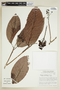 Sagotia racemosa image