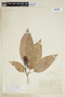 Sagotia racemosa image