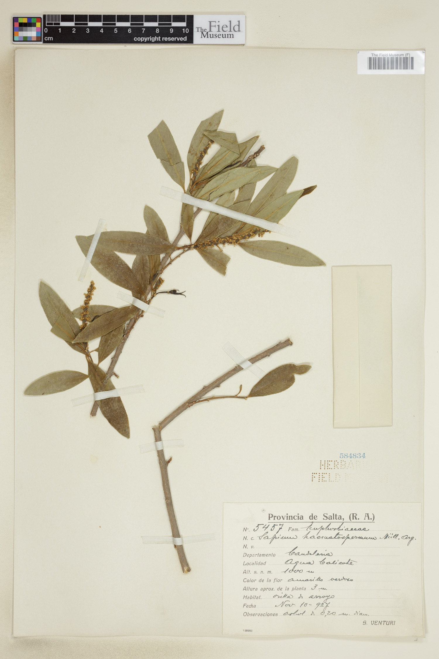 Sapium haematospermum image