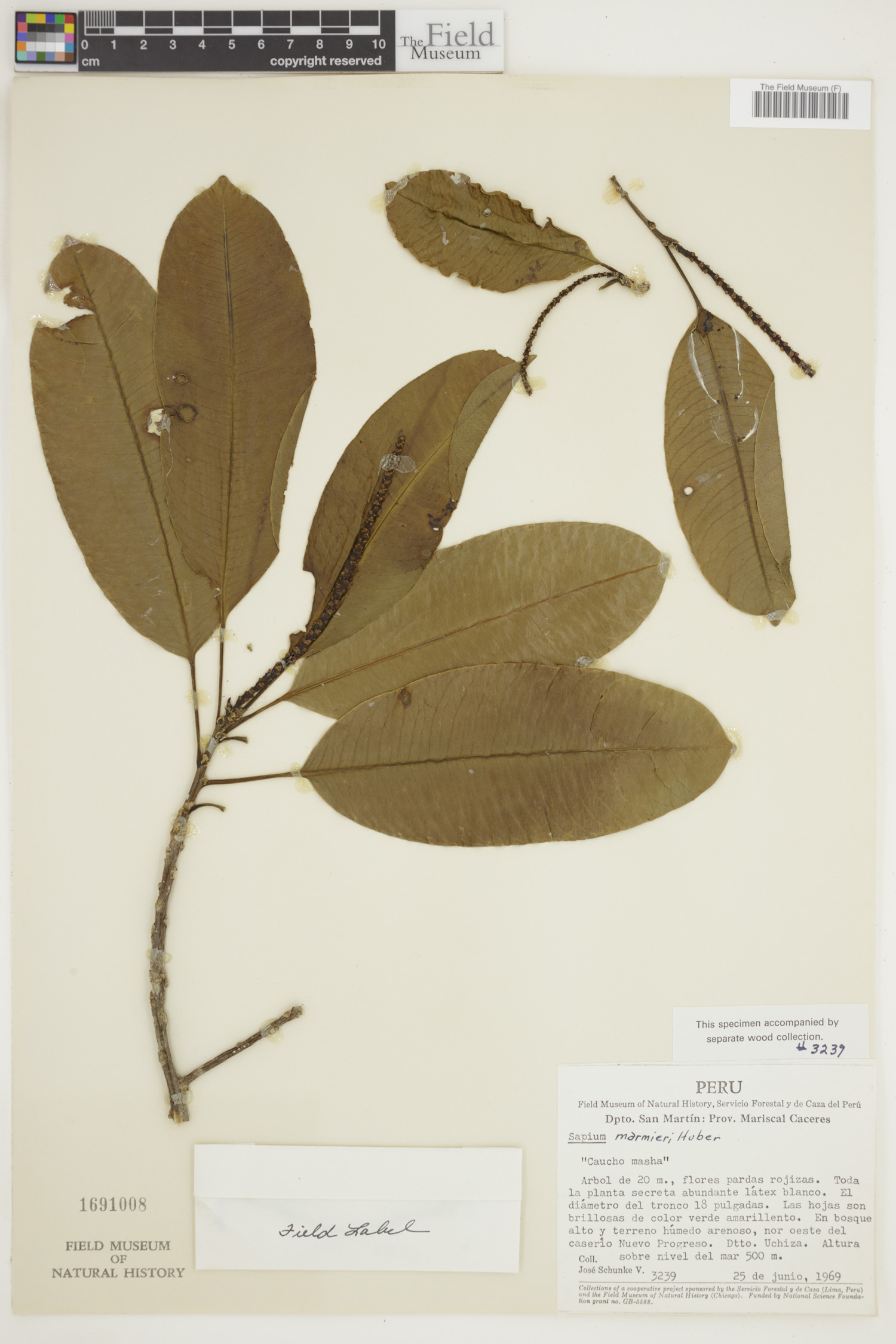 Sapium marmieri image
