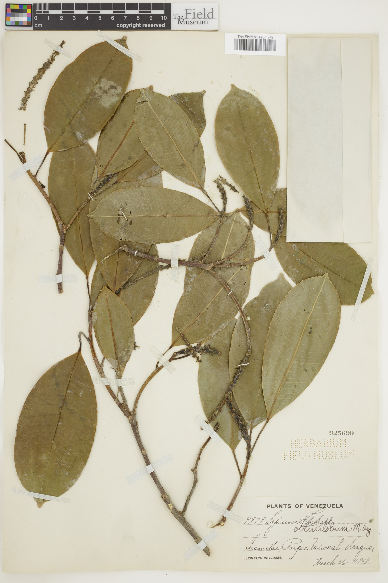 Sapium obtusilobum image