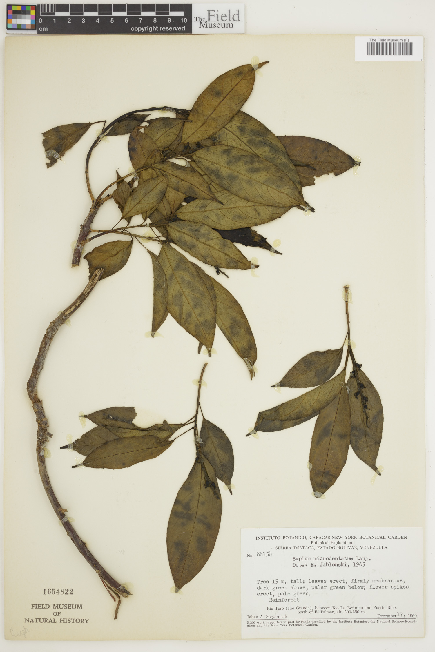 Sapium paucinervium image