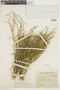 Spegazziniophytum patagonicum image